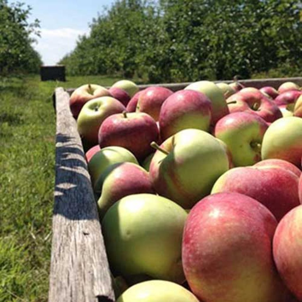 Farm fresh, locally grown apples in Amherst, Ohio